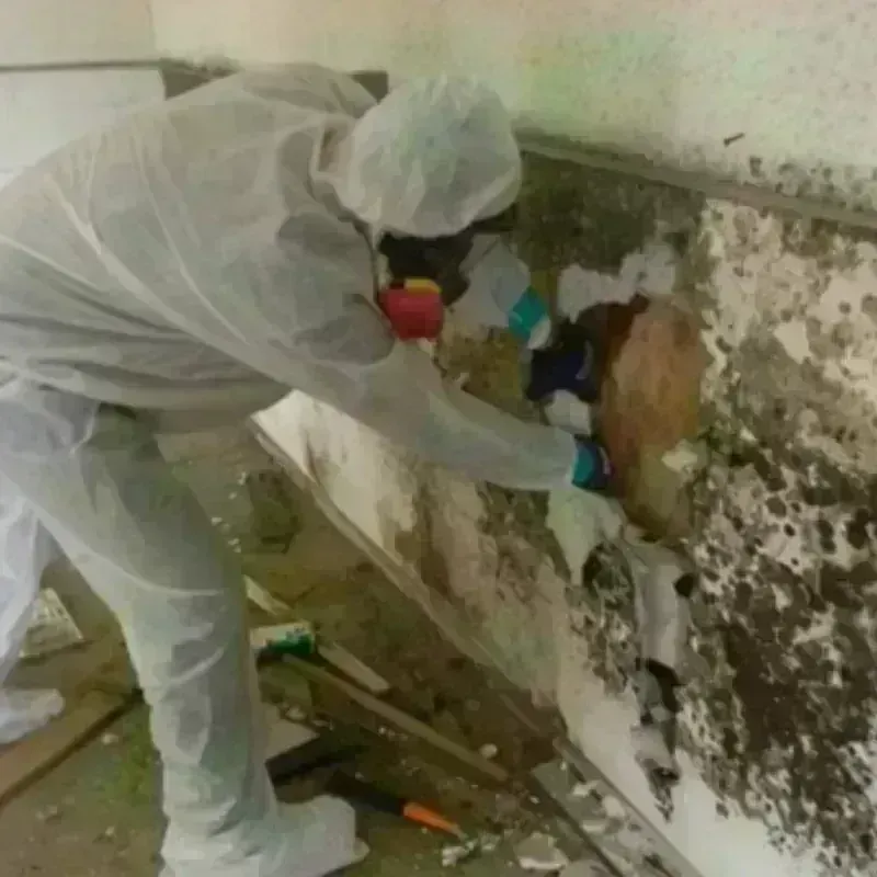 Mold Remediation and Removal in Belle Haven, VA